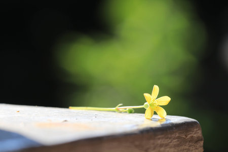 Close up transparency tiny yellow flower on white ground and green bokeh on black backgroundの写真素材