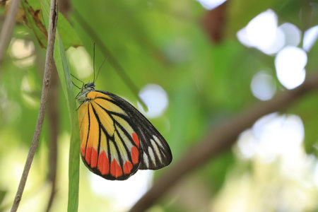 Close up the colorful butterfly on leaf and white bokeh on green backgroundの写真素材