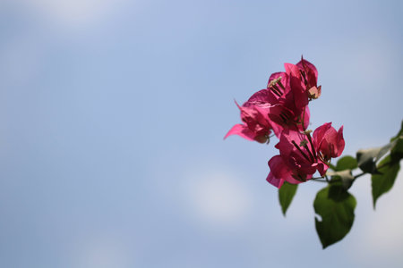 Close up transparency pink  flowers and blue skyの写真素材