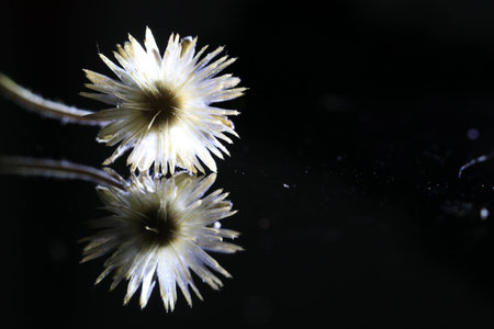 Close up transparency white grass flower and reflection on black ground