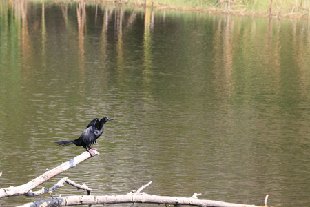 Close up the cormorant bird on dried branches tree in the pond