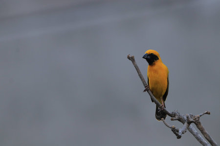 Close up the small yellow bird on tree and blue skyの写真素材
