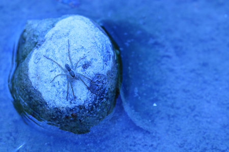 Close up the tiny grey spider on snail shell in the pondの写真素材