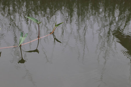 Close up the Morning glory plants  and reflection in  pondの写真素材