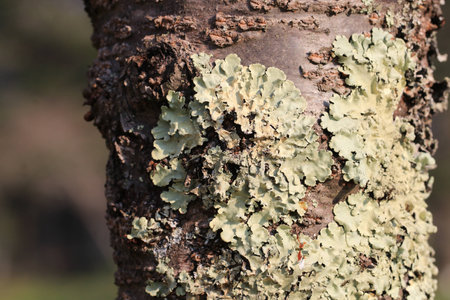 Close up light green lichen on tree