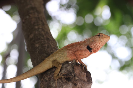 Close up the brown chameleon on tree and white bokeh on green background