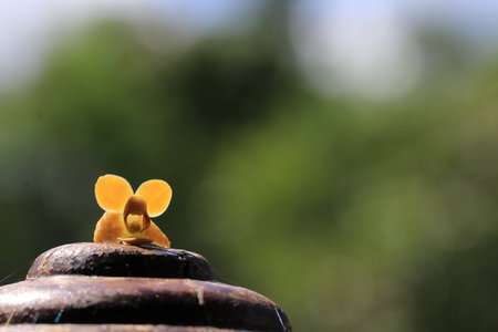 Close up transparency small yellow orchid flowers on wood ground and white bokeh on green backgroundの写真素材