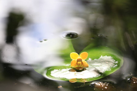 Close up transparency small yellow orchid flowers on lotus leaf and white bokeh in the waterの写真素材