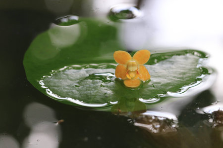 Close up transparency small yellow orchid flowers on lotus leaf and white bokeh in the waterの写真素材