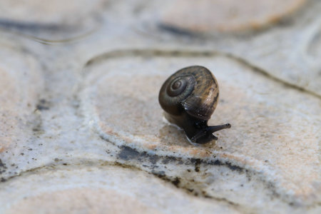 Close up the small brown snail on the groundの写真素材