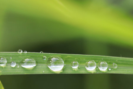 Close up dew drops on grass leaf and green background