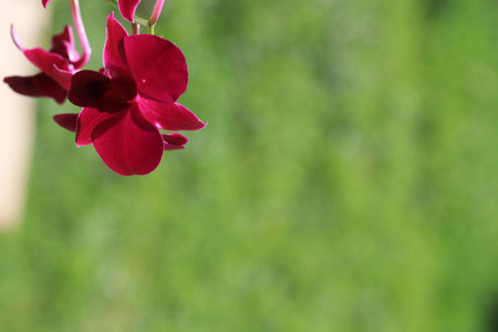 Close up transparency purple orchid flowers and white bokeh on green backgroundの写真素材
