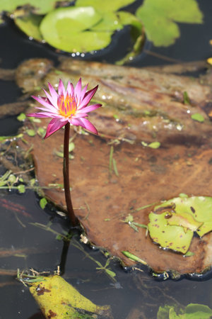 Close up purple lotus flower in lotus pondの写真素材