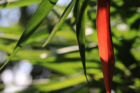 Close up transparency orange leaf on tree and green background