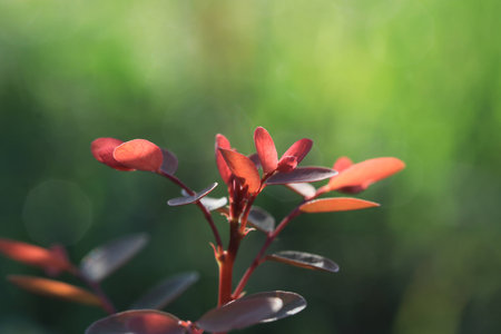 Close up orange leaves and white bokeh on green background