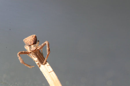 Close up tiny brown spider on dried branch and grey backgroundの写真素材