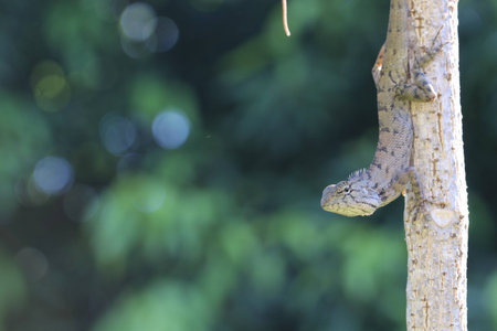 Portrait of an adorable Chameleon Iguana on tree and white bokeh on green backgroundの写真素材