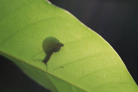 Close up the shadow of snail on green leaf and black backgroundの写真素材