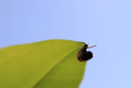 Close up small brown snail under  transparency green leaf and blue skyの写真素材