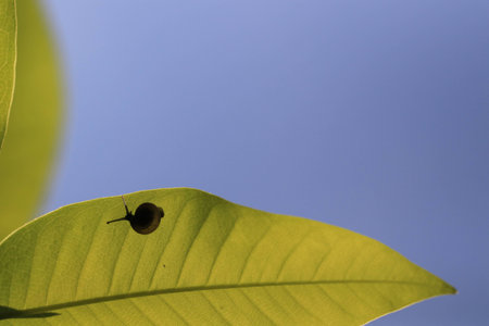 Close up small brown snail under transparency green leaf and blue skyの写真素材