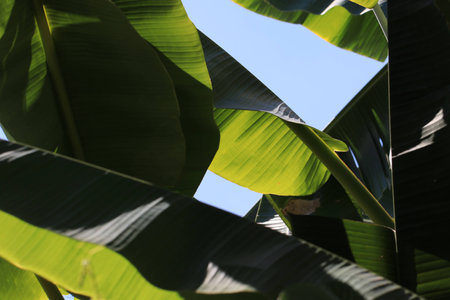 Close up transparency banana leaves in the banana garden