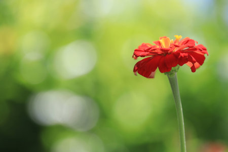 Close up the red flower and white bokeh on green backgroundの写真素材