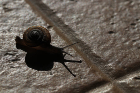 Close up the small brown snail on the brown groundの写真素材
