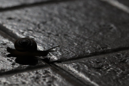Close up the small brown snail on the brown groundの写真素材