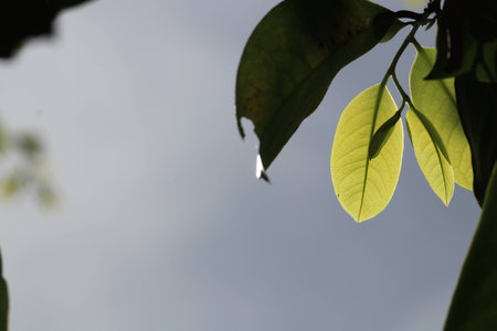 Transparency green leaves on tree and grey backgroundの写真素材