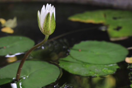 Close up white lotus flower and reflection in the lotus pondの写真素材