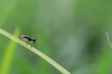 Close up small black cricket on grass leaf and green backgroundの写真素材