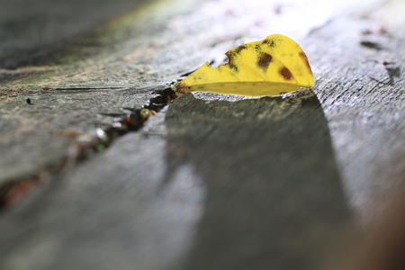 Close up the transparency yellow leaf and shadow on wood groundの写真素材