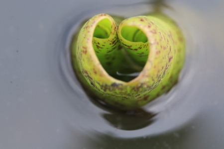 Close up young lotus leaf in heart shaped and reflection in the pondの写真素材