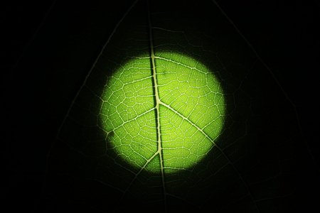 The pattern on transparency green leafの写真素材