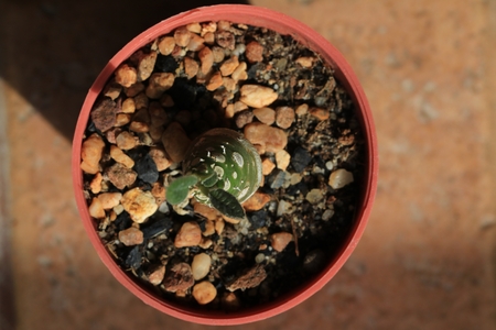 Top view small cactus in tree pot on brown ground