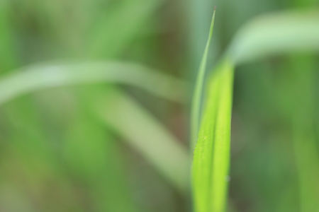 Close up transparency grass leaves in grass fieldの写真素材