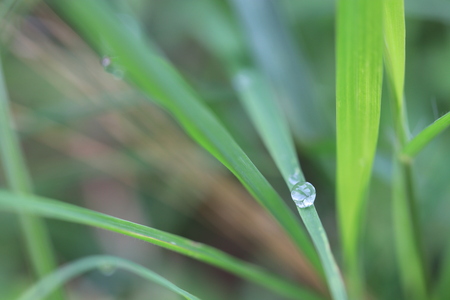 Rain drops on grass leaves in the grass fieldの写真素材