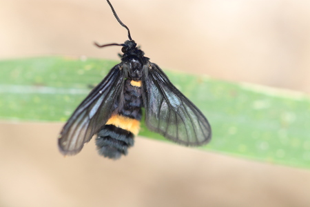 Close up small black and yellow  insect on grass leaf