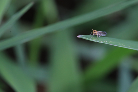 Close up tiny brown insect on grass leafの写真素材