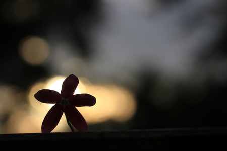 Silhouette of pink flower and golden bokeh in the eveningの写真素材