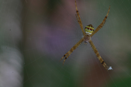 Close up small long legs spider on webの写真素材