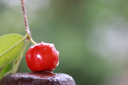 Close up small red cherry on wood pillarの写真素材