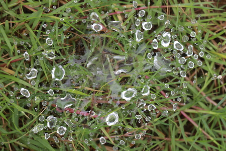 Close up dew drops on spider web in grass fieldの写真素材