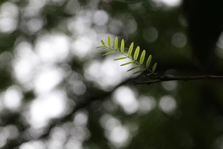 Transparent tamarind leave on tamarind tree and white bokeh on green background