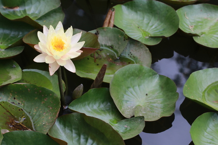 White lotus flower and leaves in the lotus pondの写真素材