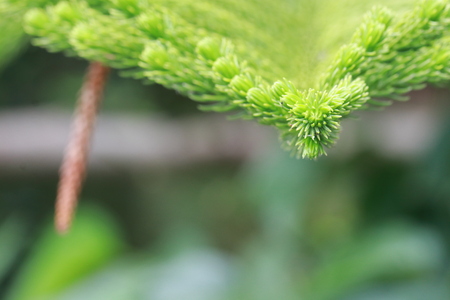 Close up the pine blade on pine tree