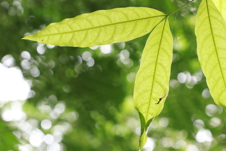 Transparent green leaf and white bokeh on green background