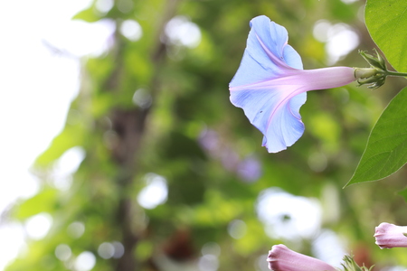 Transparent purple flowers on tree in the gardenの写真素材