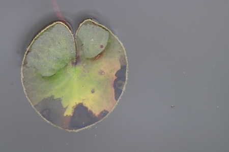 Top view small colorful  lotus leaf in the pondの写真素材