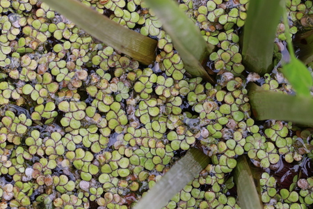 Close up small duckweed  in the pondの写真素材
